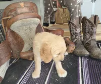 Sunflower , a female Goldendoodle for sale in Liberty Center, OH – 4 of 6