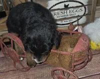 Windy , a male Aussiedoodle for sale in Liberty Center, OH – 4 of 6