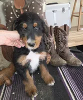 Windy , a male Aussiedoodle for sale in Liberty Center, OH – 5 of 9
