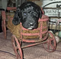 Ajihad , a male Poodle - Multi-Colored Standard for sale in Liberty Center, OH – 2 of 4