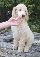 Roran , a male Poodle - Standard  for sale in Liberty Center, OH – 8 of 8
