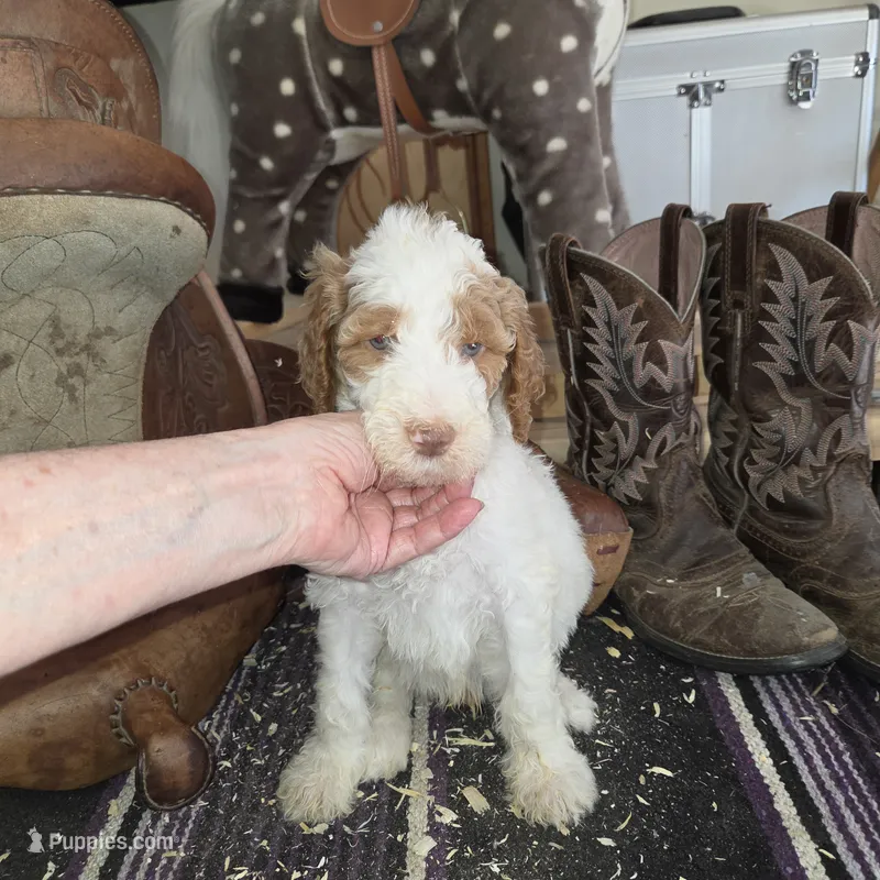 Murtagh  – Poodle - Multi-Colored Standard puppy for sale in Liberty Center, OH
