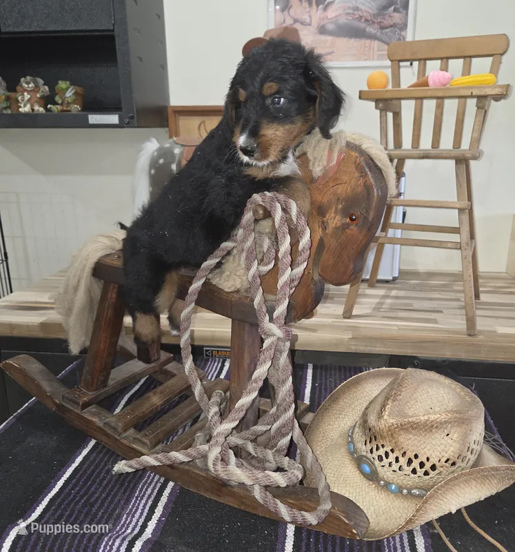 Windy  – Aussiedoodle puppy for sale in Liberty Center, OH