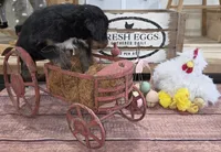 Thunder , a male Aussiedoodle for sale in Liberty Center, OH – 4 of 5
