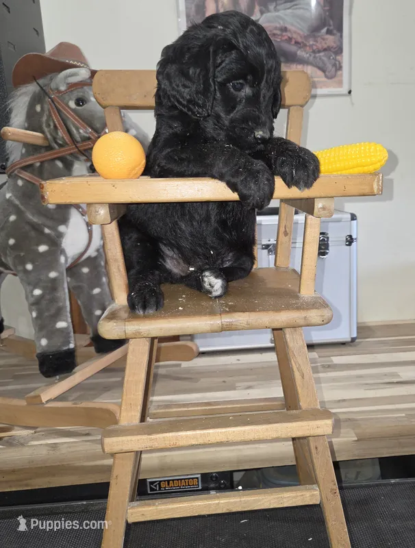 Thyme  – Goldendoodle puppy for sale in Liberty Center, OH
