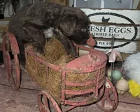 Lightning , a male Aussiedoodle for sale in Liberty Center, OH – 3 of 5