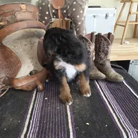 Windy , a male Aussiedoodle for sale in Liberty Center, OH – 8 of 9