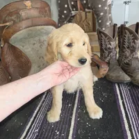 Sunflower , a female Goldendoodle for sale in Liberty Center, OH – 5 of 6
