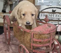 Sunflower , a female Goldendoodle for sale in Liberty Center, OH – 1 of 5