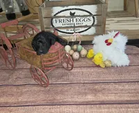 Nasuada , a female Poodle - Multi-Colored Standard for sale in Liberty Center, OH – 5 of 6