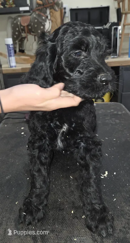Chive – Goldendoodle puppy for sale in Liberty Center, OH