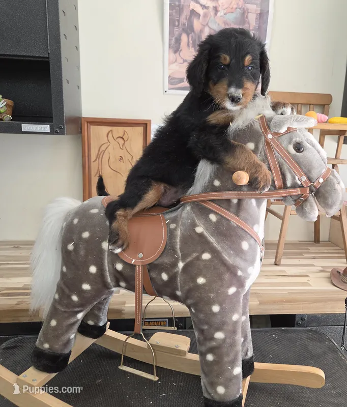 Windy  – Aussiedoodle puppy for sale in Liberty Center, OH