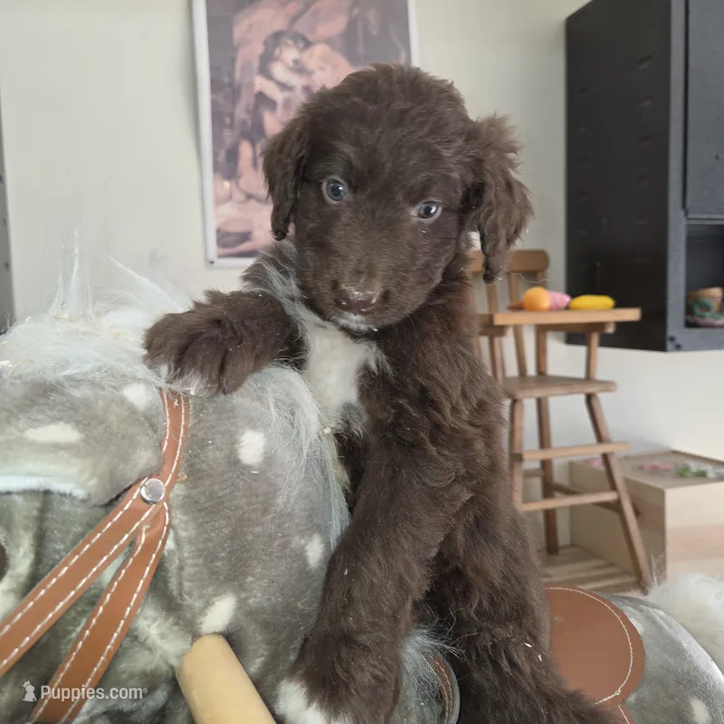Lightning  – Aussiedoodle puppy for sale in Liberty Center, OH