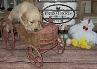 Sunflower , a female Goldendoodle for sale in Liberty Center, OH – 4 of 5