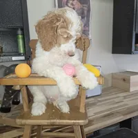 Orik, a male Poodle - Multi-Colored Standard for sale in Liberty Center, OH – 1 of 6