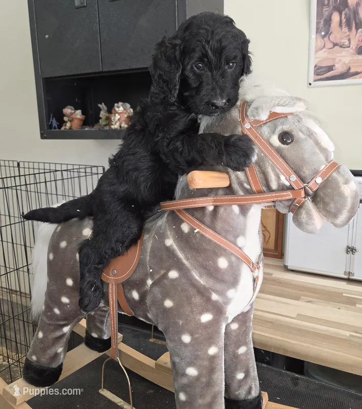 Sage  – Goldendoodle puppy for sale in Liberty Center, OH