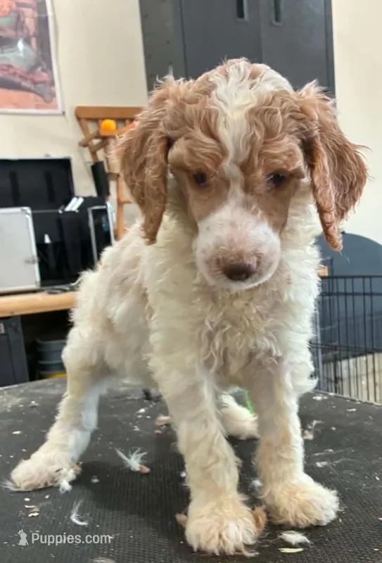 Orik – Poodle - Multi-Colored Standard puppy for sale in Liberty Center, OH