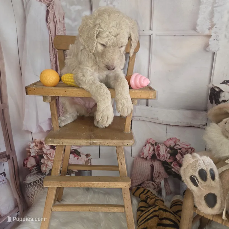 Praline  – Goldendoodle puppy for sale in Liberty Center, OH