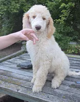 Roran , a male Poodle - Standard  for sale in Liberty Center, OH – 1 of 8