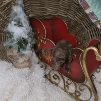 Carmel Fudge, a female Goldendoodle for sale in Liberty Center, OH – Photo 2 of 3