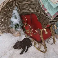 Carmel Fudge, a female Goldendoodle for sale in Liberty Center, OH – Photo 3 of 3