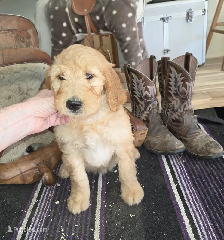 Daisy  – Goldendoodle puppy for sale in Liberty Center, OH