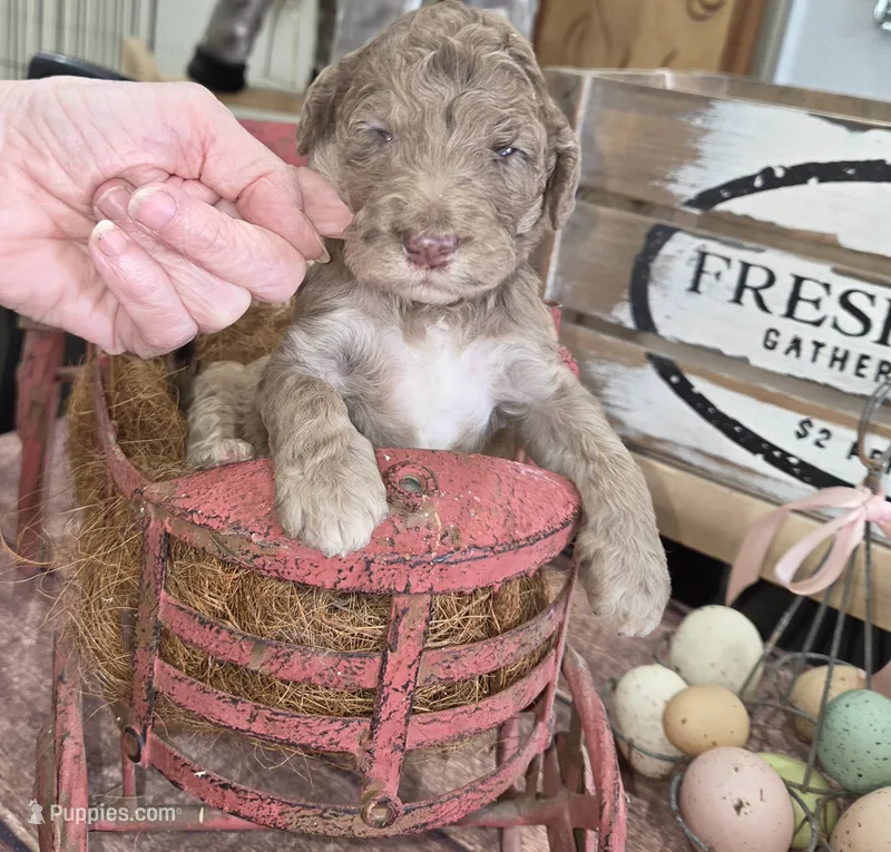 Eragon  – Poodle - Multi-Colored Standard puppy for sale in Liberty Center, OH