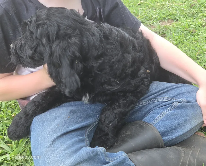 Chive – Goldendoodle puppy for sale in Liberty Center, OH