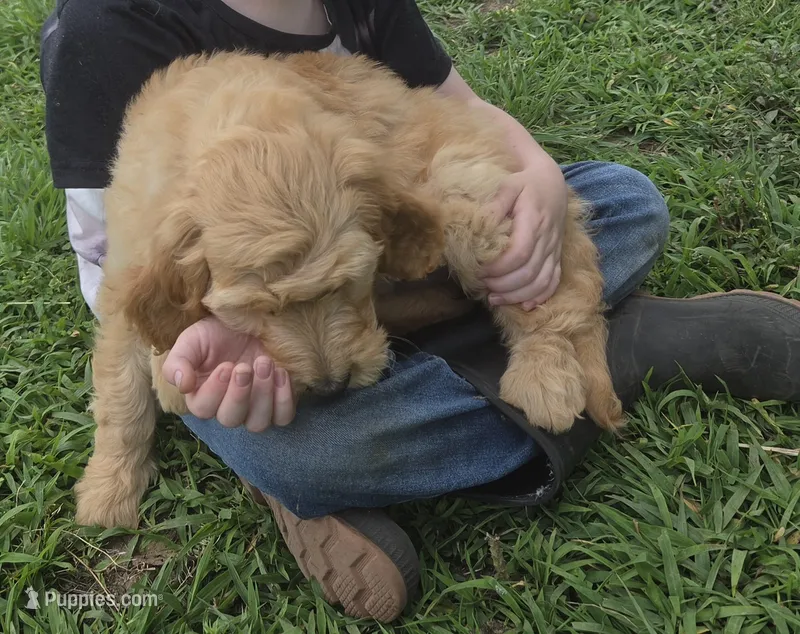 Daisy  – Goldendoodle puppy for sale in Liberty Center, OH