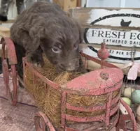 Lightning , a male Aussiedoodle for sale in Liberty Center, OH – 4 of 5
