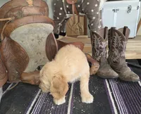 Sunflower , a female Goldendoodle for sale in Liberty Center, OH – 2 of 6