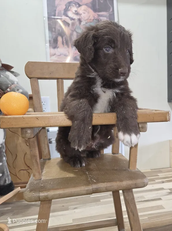 Lightning  – Aussiedoodle puppy for sale in Liberty Center, OH