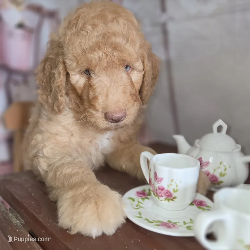Butterfingers  – Goldendoodle puppy for sale in Liberty Center, OH