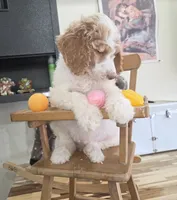 Orik, a male Poodle - Multi-Colored Standard for sale in Liberty Center, OH – 5 of 6