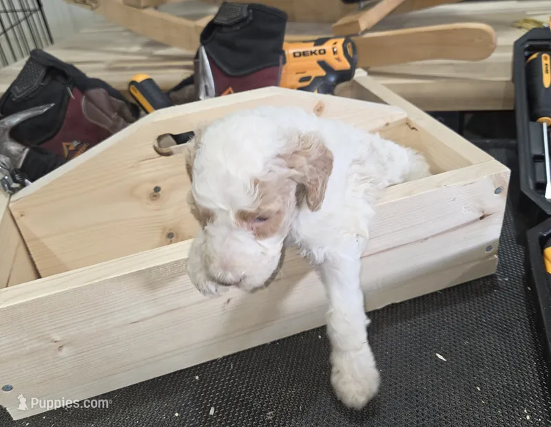 Galbatorix  – Poodle - Multi-Colored Standard puppy for sale in Liberty Center, OH