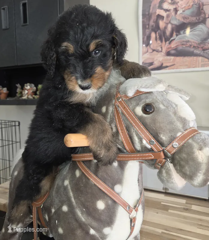 Thunder  – Aussiedoodle puppy for sale in Liberty Center, OH