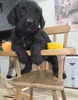 Chive, a male Goldendoodle for sale in Liberty Center, OH – 4 of 4
