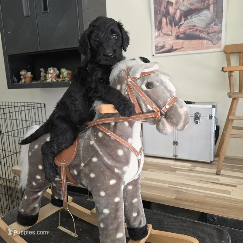 Dill – Goldendoodle puppy for sale in Liberty Center, OH