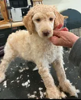 Roran , a male Poodle - Multi-Colored Standard for sale in Liberty Center, OH – 1 of 2