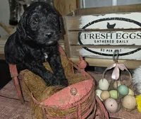 Chive, a male Goldendoodle for sale in Liberty Center, OH – 2 of 4