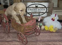 Sunflower , a female Goldendoodle for sale in Liberty Center, OH – 5 of 5