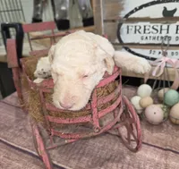Roran , a male Poodle - Multi-Colored Standard for sale in Liberty Center, OH – 5 of 5
