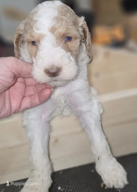 Orik – Poodle - Multi-Colored Standard puppy for sale in Liberty Center, OH