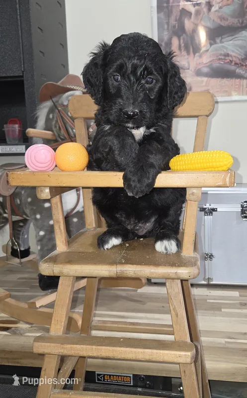 Sage  – Goldendoodle puppy for sale in Liberty Center, OH