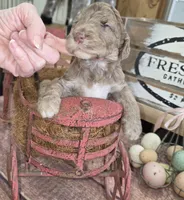 Eragon , a male Poodle - Multi-Colored Standard for sale in Liberty Center, OH – 2 of 6