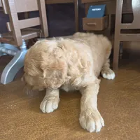 Peaches , a female Goldendoodle for sale in Liberty Center, OH – 1 of 9