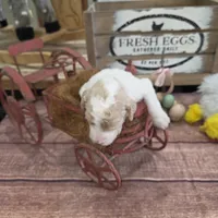 Orik, a male Poodle - Multi-Colored Standard for sale in Liberty Center, OH – 3 of 5