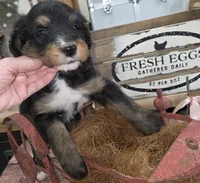 Thunder , a male Aussiedoodle for sale in Liberty Center, OH – 1 of 5