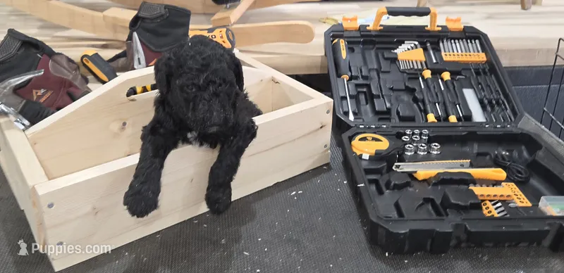 Ajihad  – Poodle - Multi-Colored Standard puppy for sale in Liberty Center, OH
