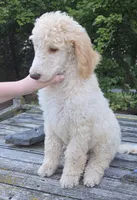 Roran , a male Poodle - Standard  for sale in Liberty Center, OH – 7 of 8
